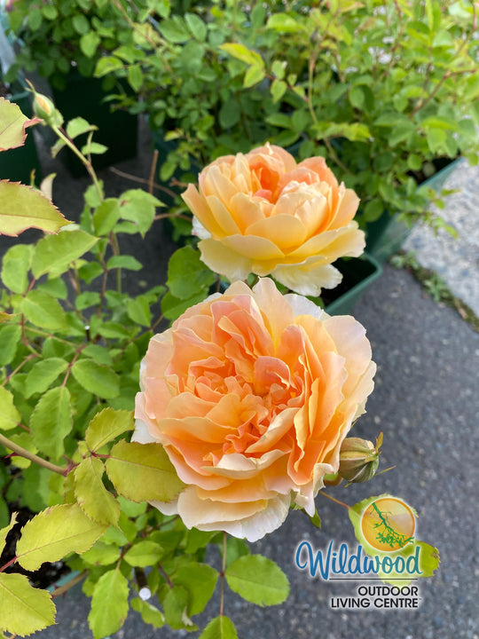 Roald Dahl - David Austin Rose