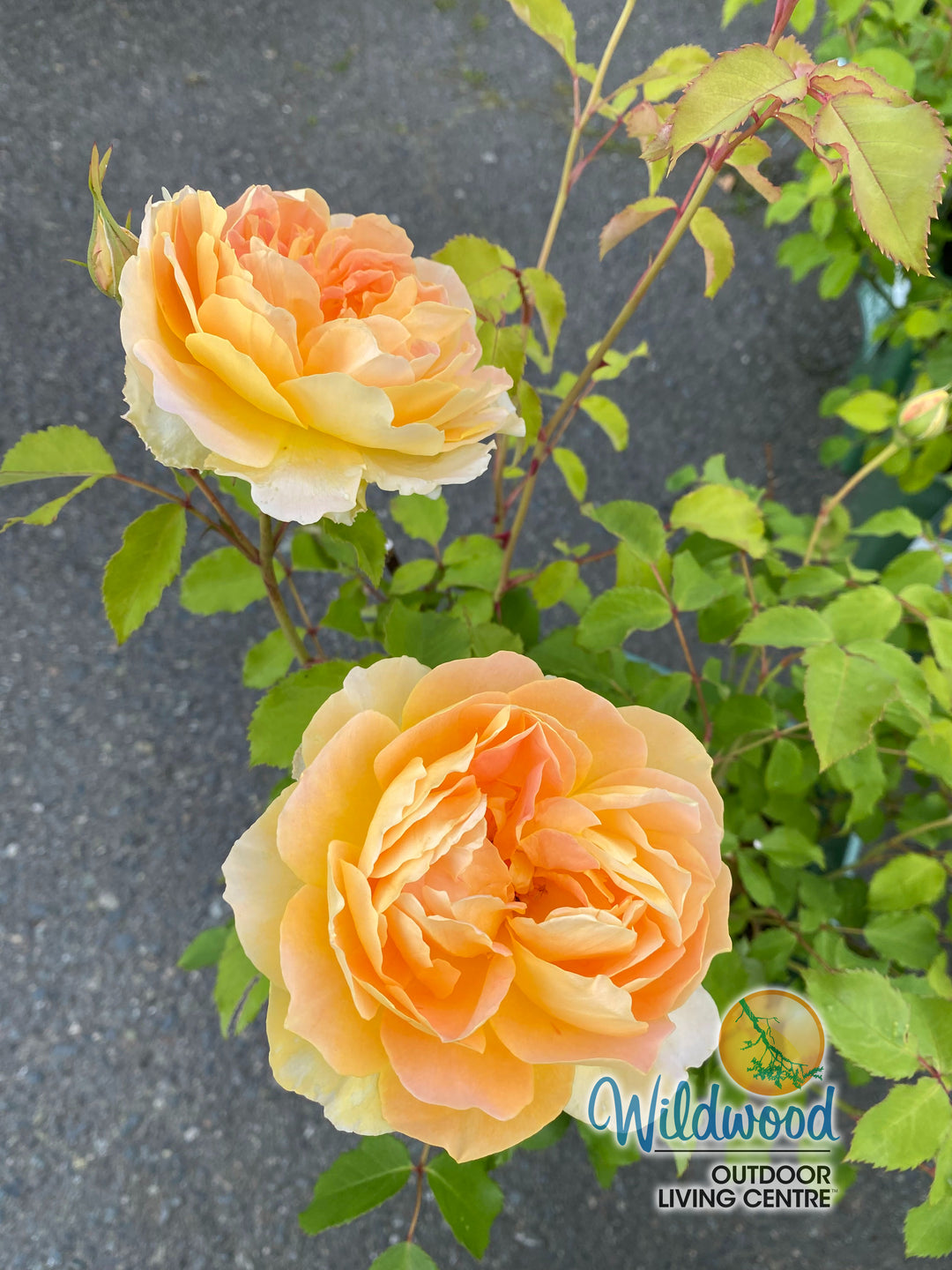 Roald Dahl - David Austin Rose