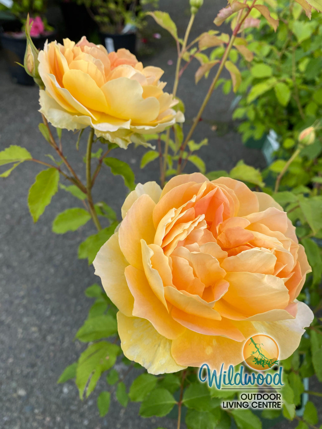 Roald Dahl - David Austin Rose