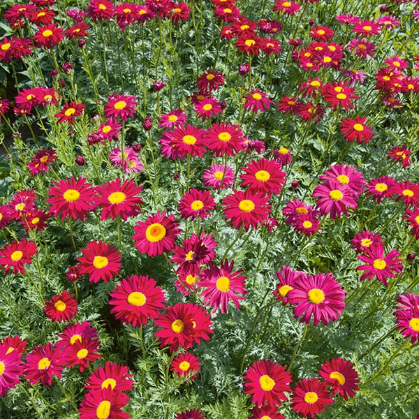 Pyrethrum Robinson Giant - Pacific Northwest Seeds