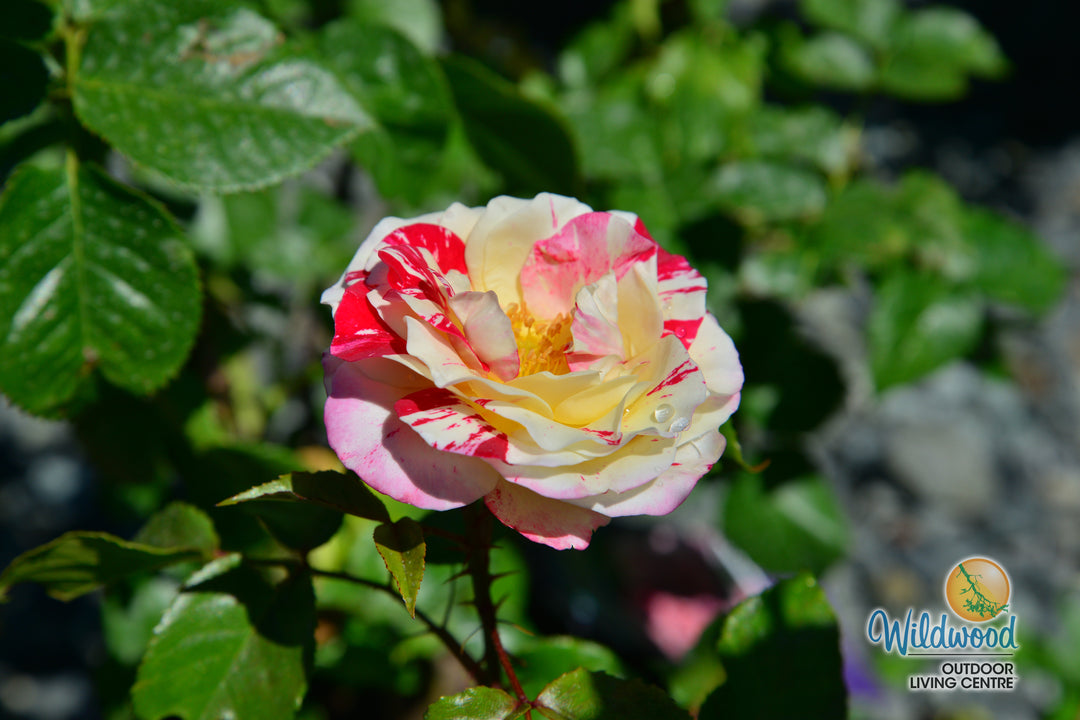 Rock & Roll - Weeks Rose