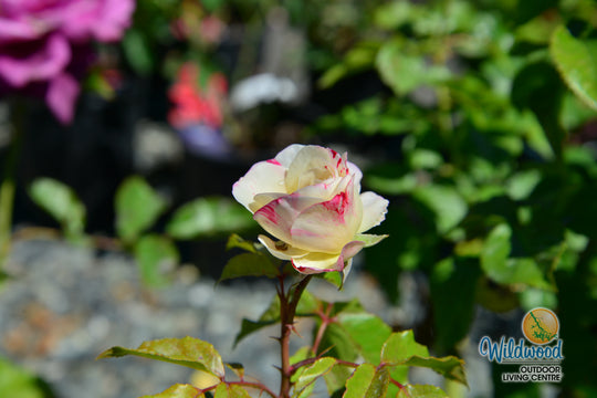Rock & Roll - Weeks Rose
