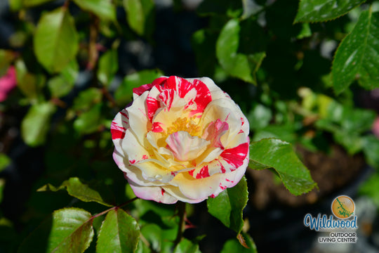 Rock & Roll - Weeks Rose