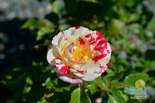 Rock & Roll - Weeks Rose