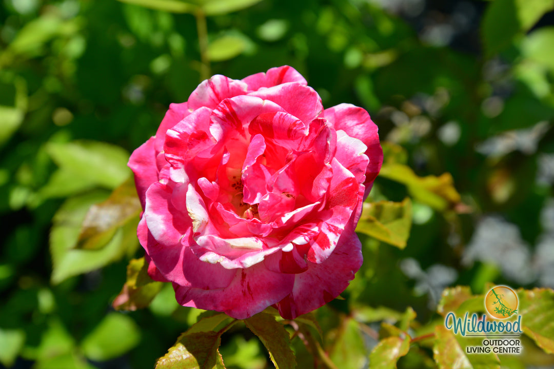Rock & Roll - Weeks Rose