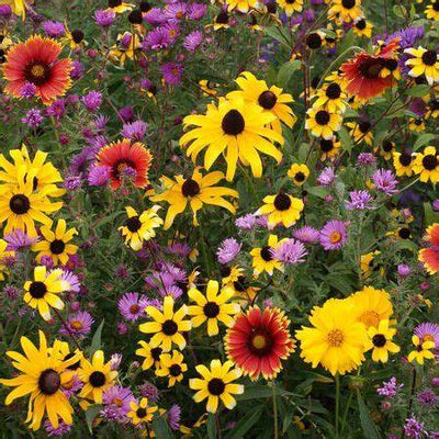 Wildflower Rocky Mountain Mix - Pacific Northwest Seeds