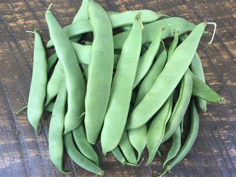 Beans Romano Bush - Pacific North West Seeds