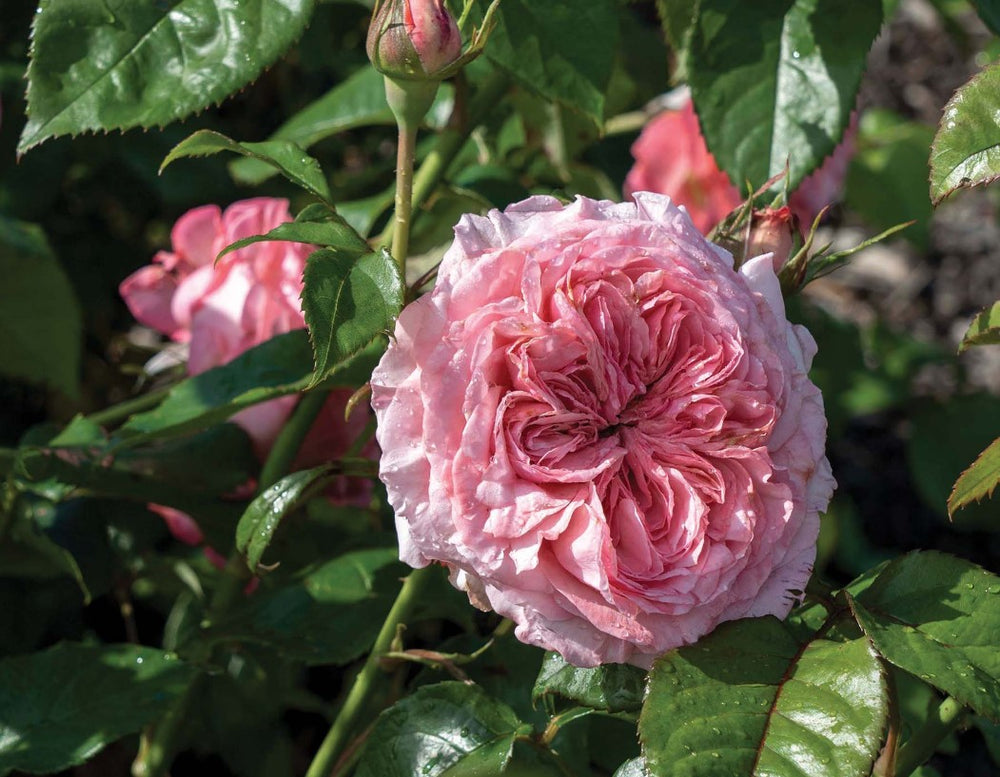 Romantica® Ball Gown™ - Star Roses and Plants