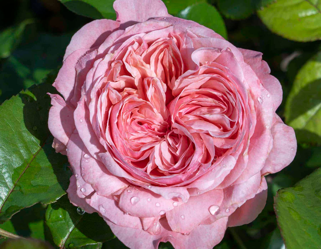Romantica® Ball Gown™ - Star Roses and Plants
