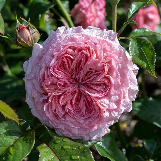 Romantica® Ball Gown™ - Star Roses and Plants