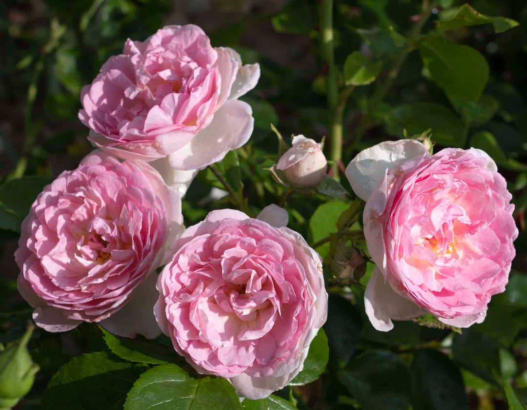 Romantica® Ball Gown™ - Star Roses and Plants