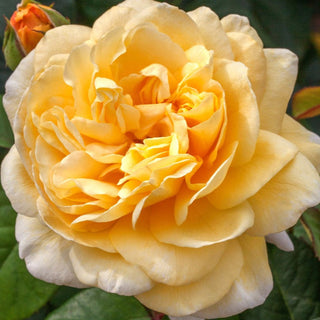 Romantica® Moonlight - Star Roses and Plants
