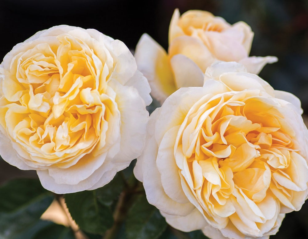 Romantica® Moonlight - Star Roses and Plants