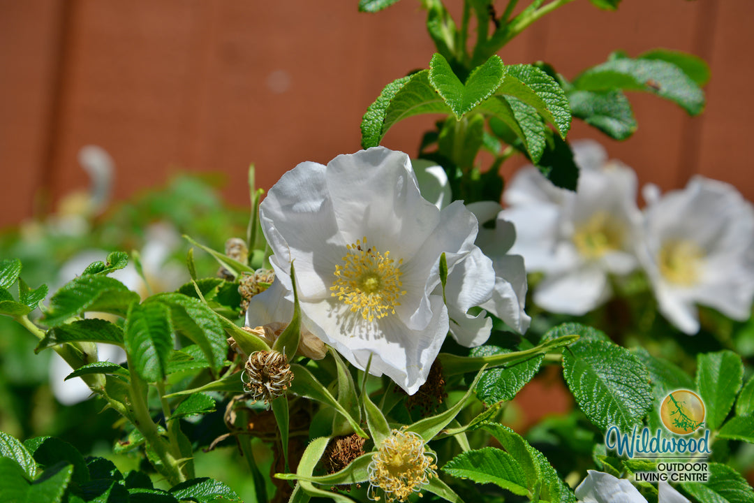 Rosa Rugosa Alba - Weeks Roses