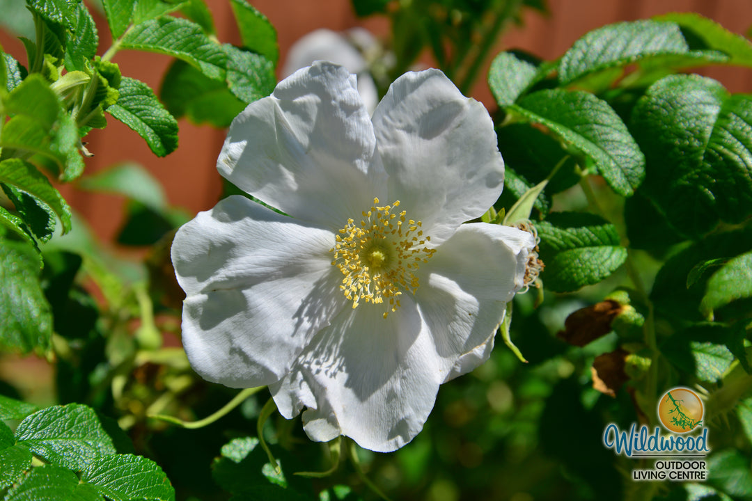 Rosa Rugosa Alba - Weeks Roses