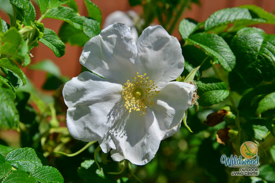 Rosa Rugosa Alba - Weeks Roses