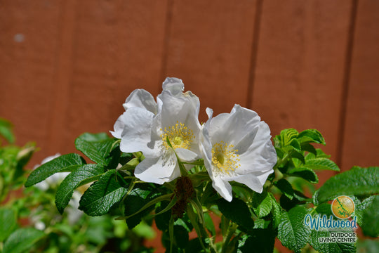 Rosa Rugosa Alba - Weeks Roses