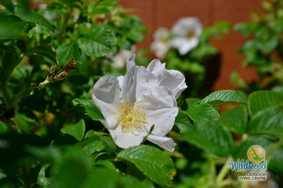 Rosa Rugosa Alba - Weeks Roses