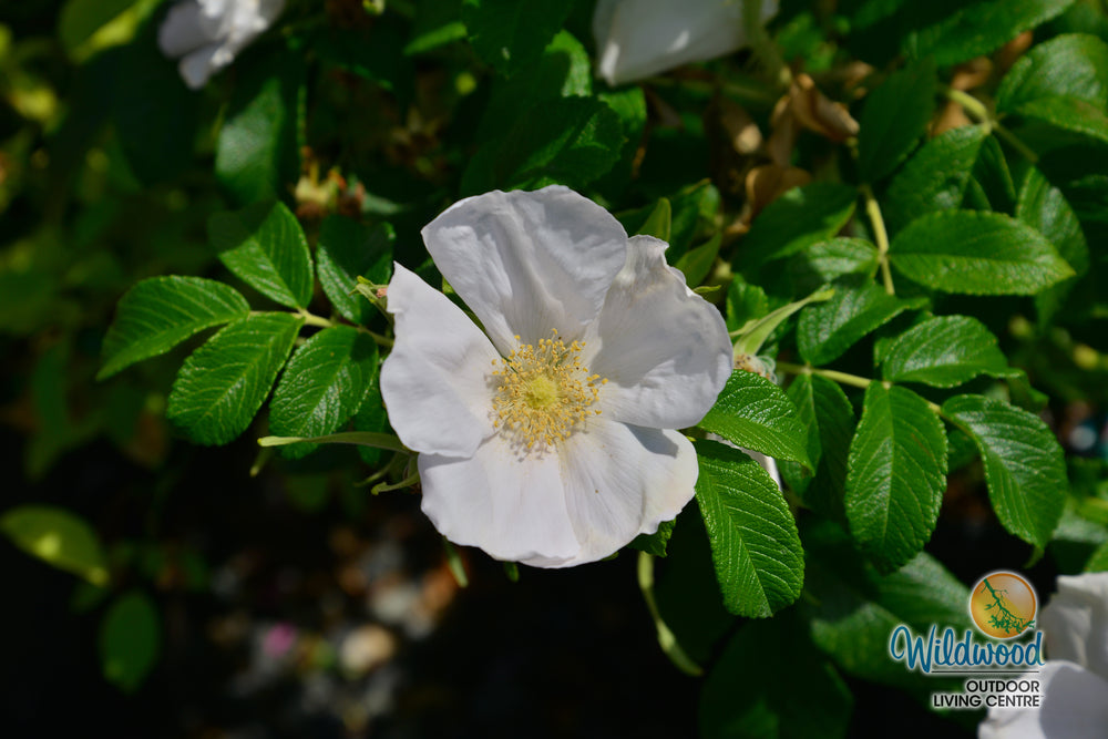 Rosa Rugosa Alba - Weeks Roses