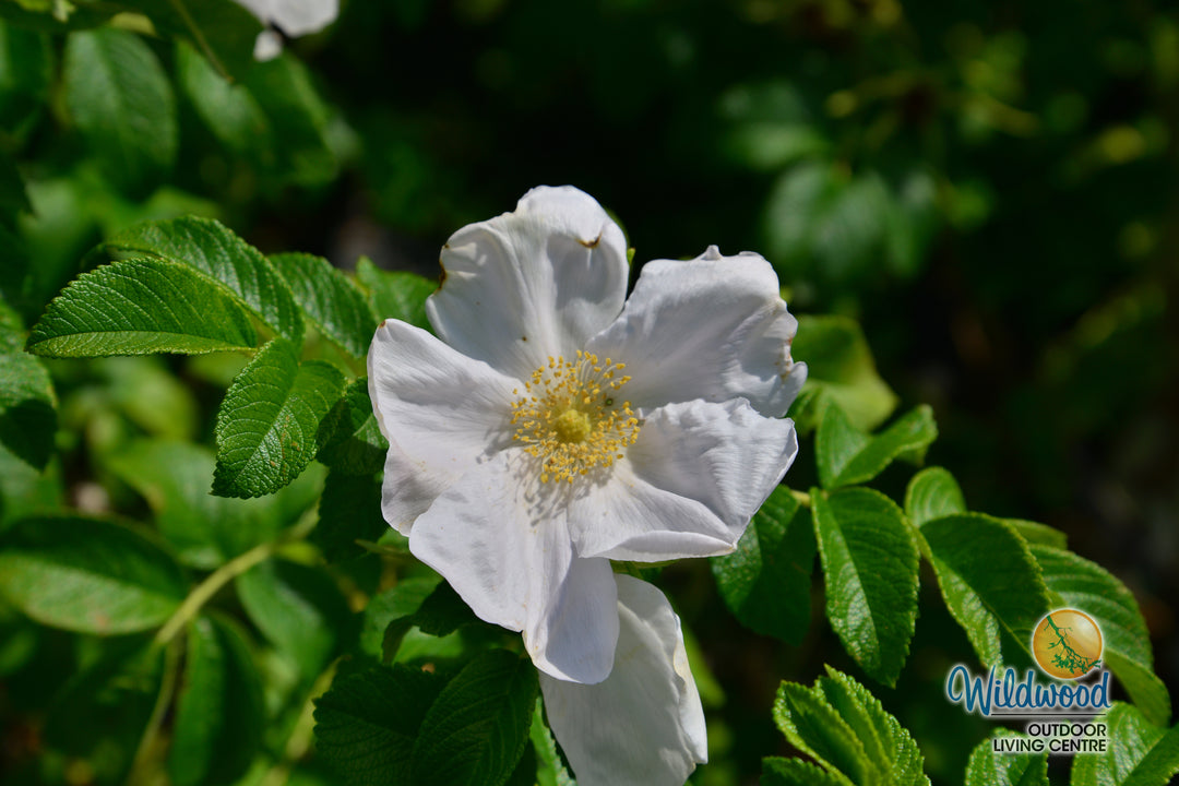 Rosa Rugosa Alba - Weeks Roses