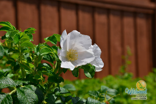 Rosa Rugosa Alba - Weeks Roses