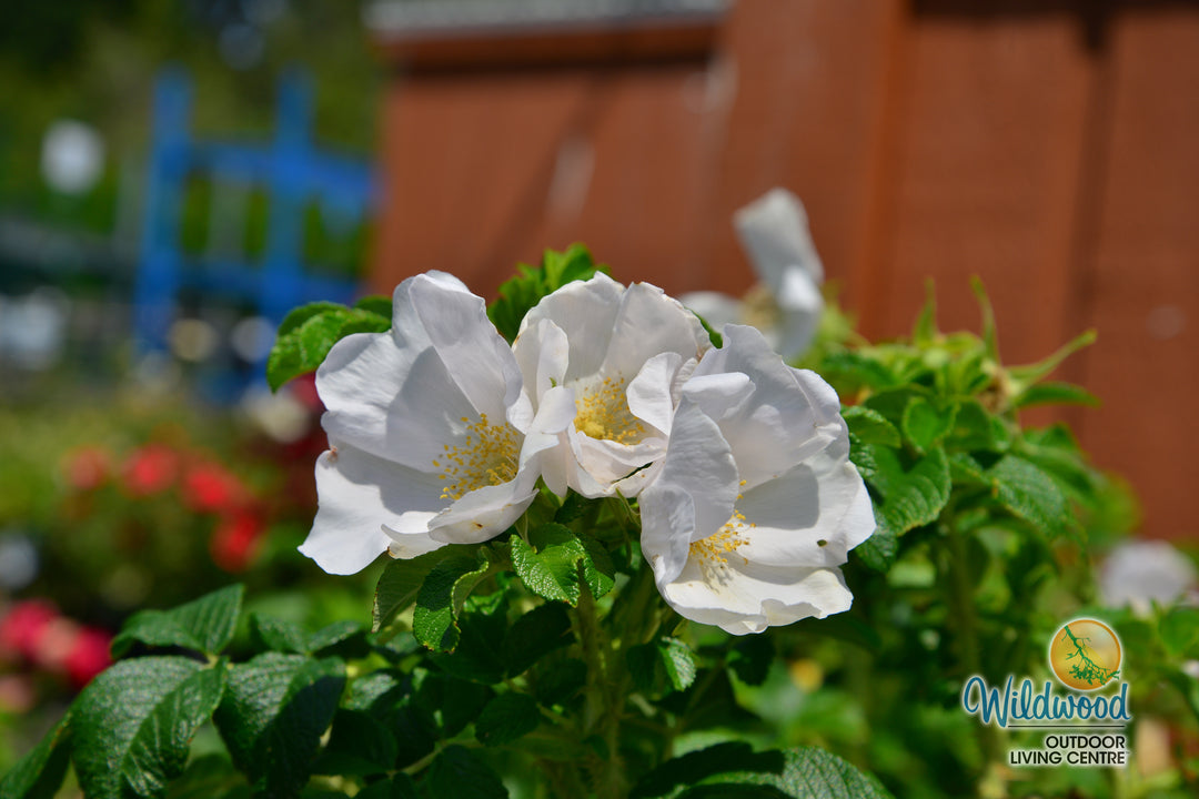 Rosa Rugosa Alba - Weeks Roses