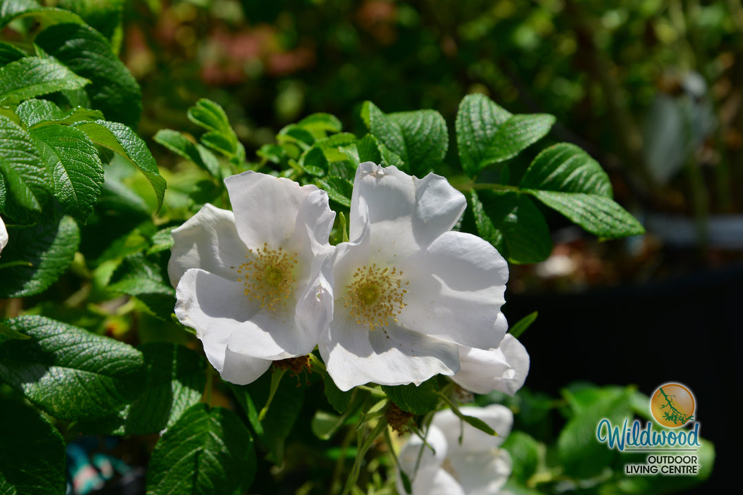 Rosa Rugosa Alba - Weeks Roses