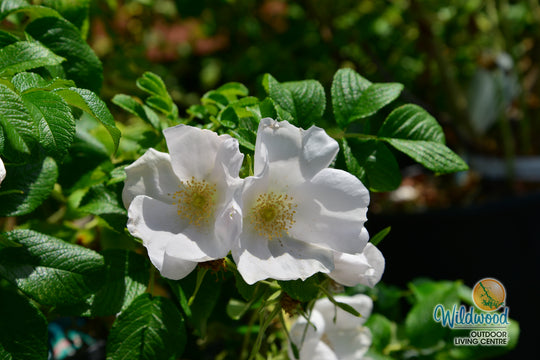 Rosa Rugosa Alba - Weeks Roses