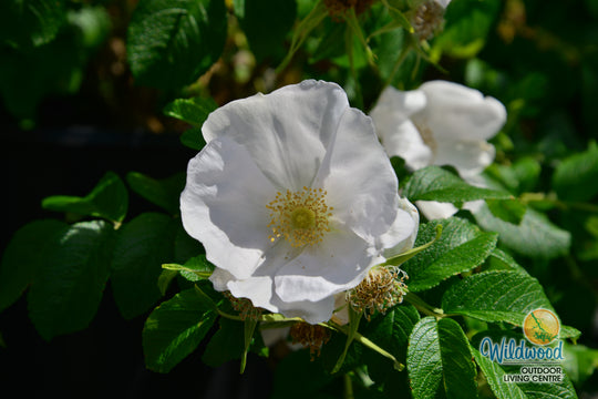 Rosa Rugosa Alba - Weeks Roses