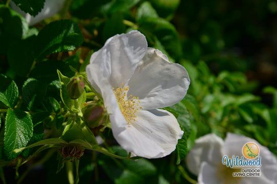 Rosa Rugosa Alba - Weeks Roses