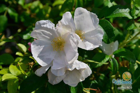 Rosa Rugosa Alba - Weeks Roses