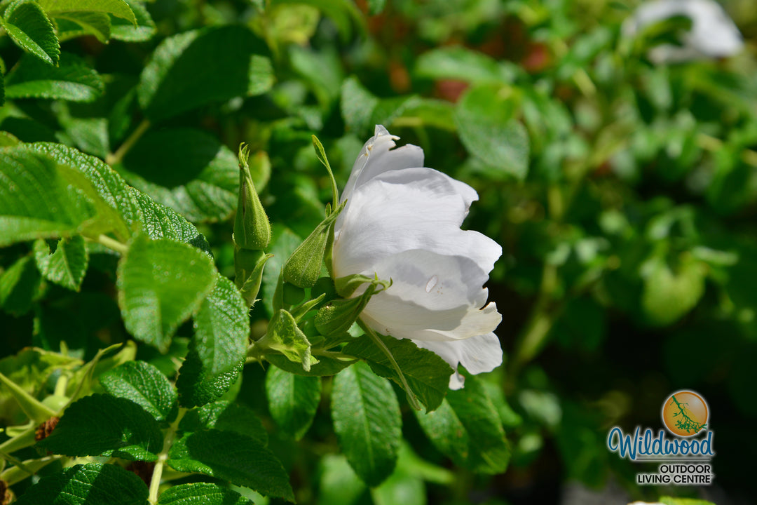 Rosa Rugosa Alba - Weeks Roses