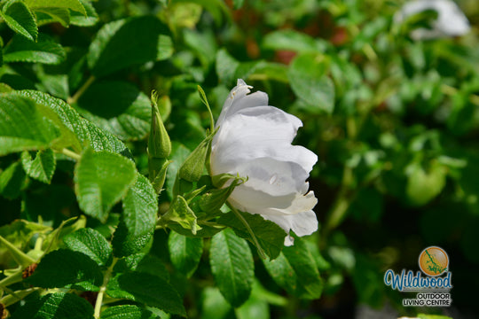 Rosa Rugosa Alba - Weeks Roses
