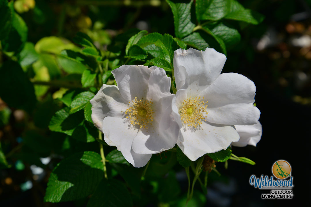 Rosa Rugosa Alba - Weeks Roses