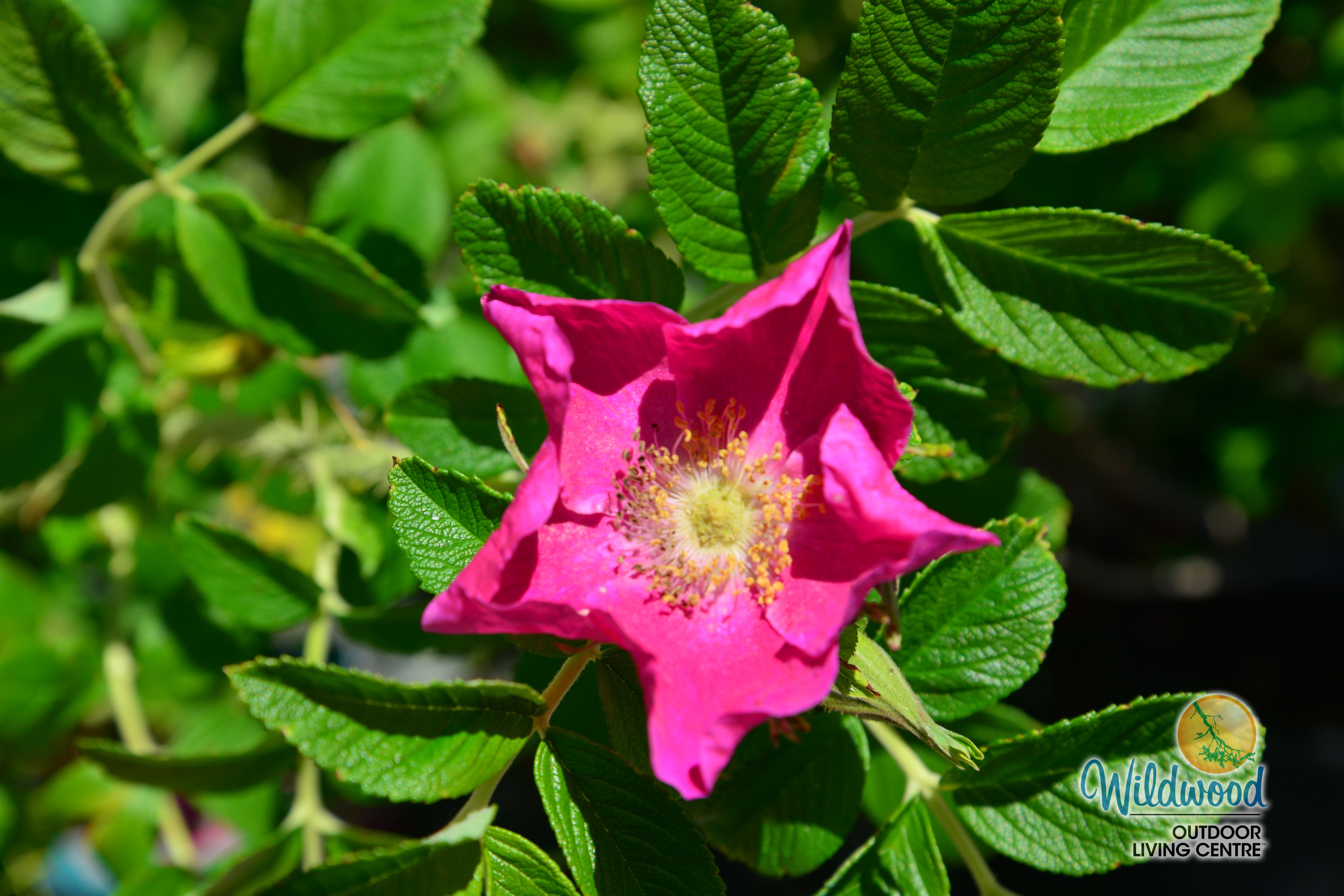 Rosa Rugosa | Rugosa – Wildwood Outdoor Living