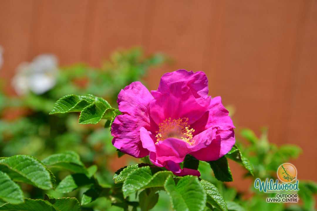 Rosa Rugosa - Weeks Rose