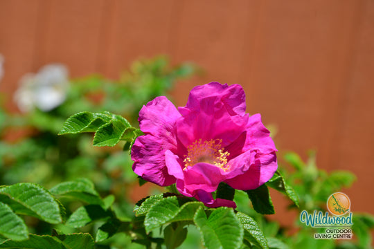 Rosa Rugosa - Weeks Rose