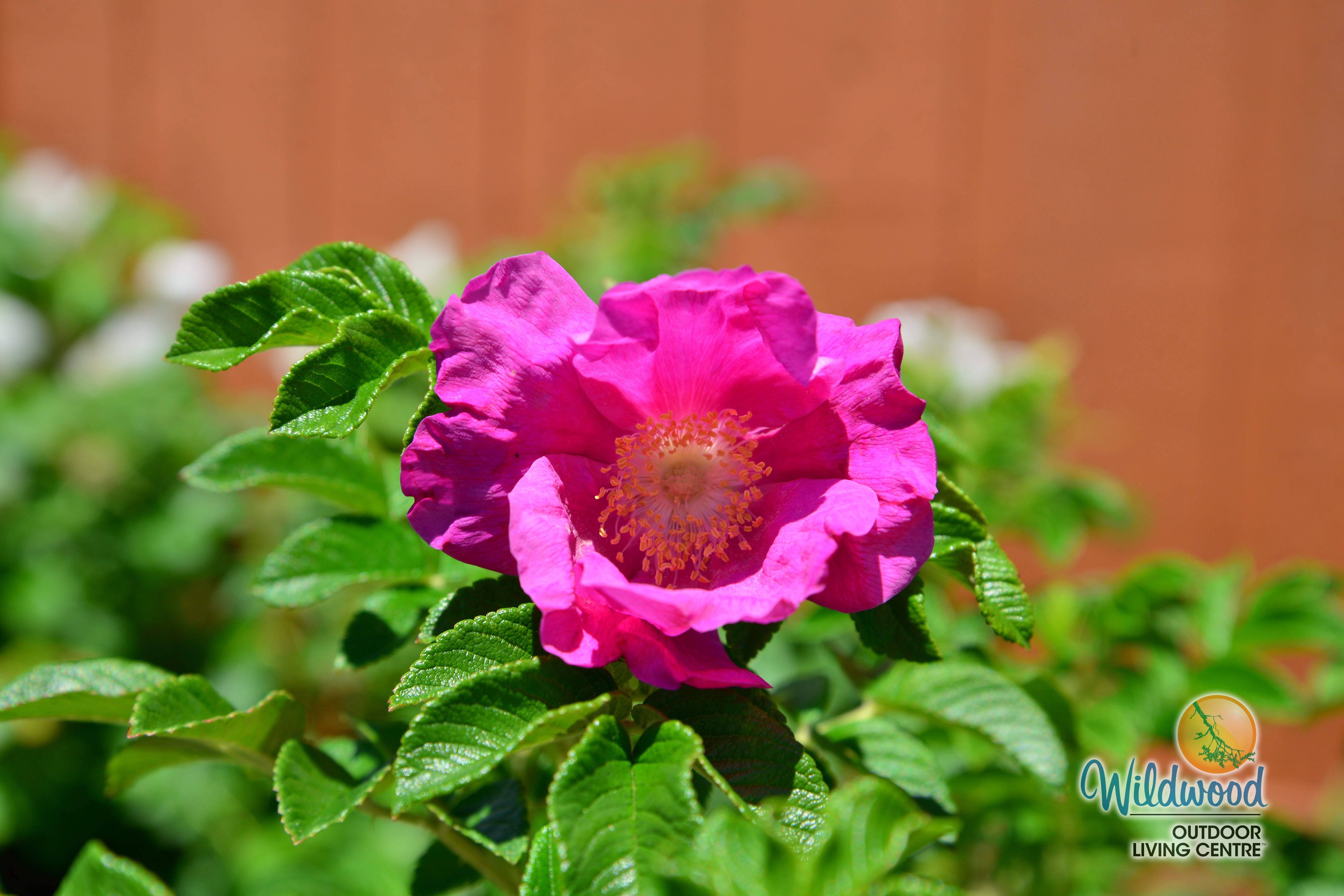 Rosa Rugosa | Rugosa – Wildwood Outdoor Living