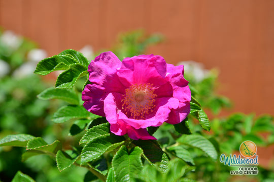Rosa Rugosa - Weeks Rose
