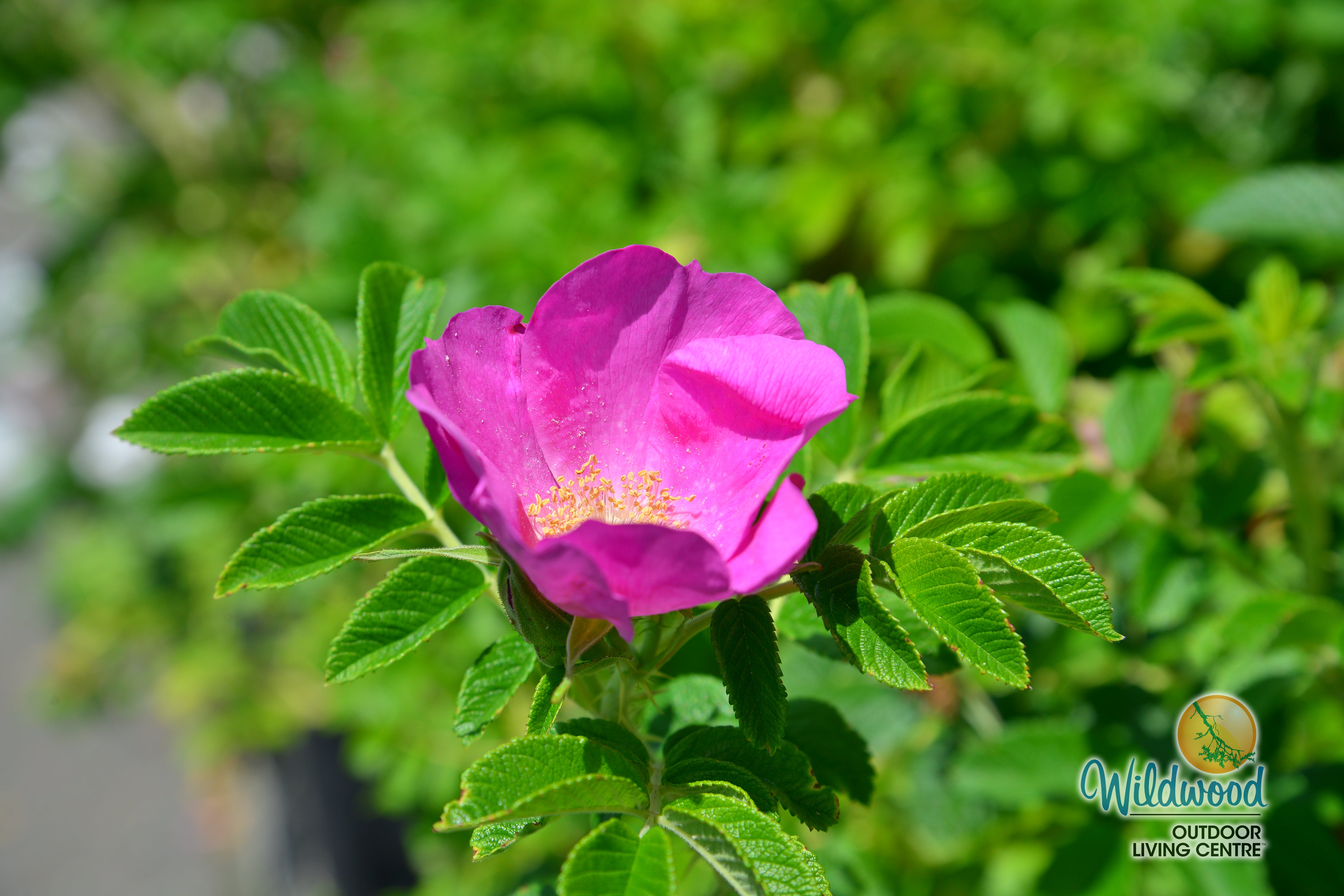 Rosa Rugosa | Rugosa – Wildwood Outdoor Living