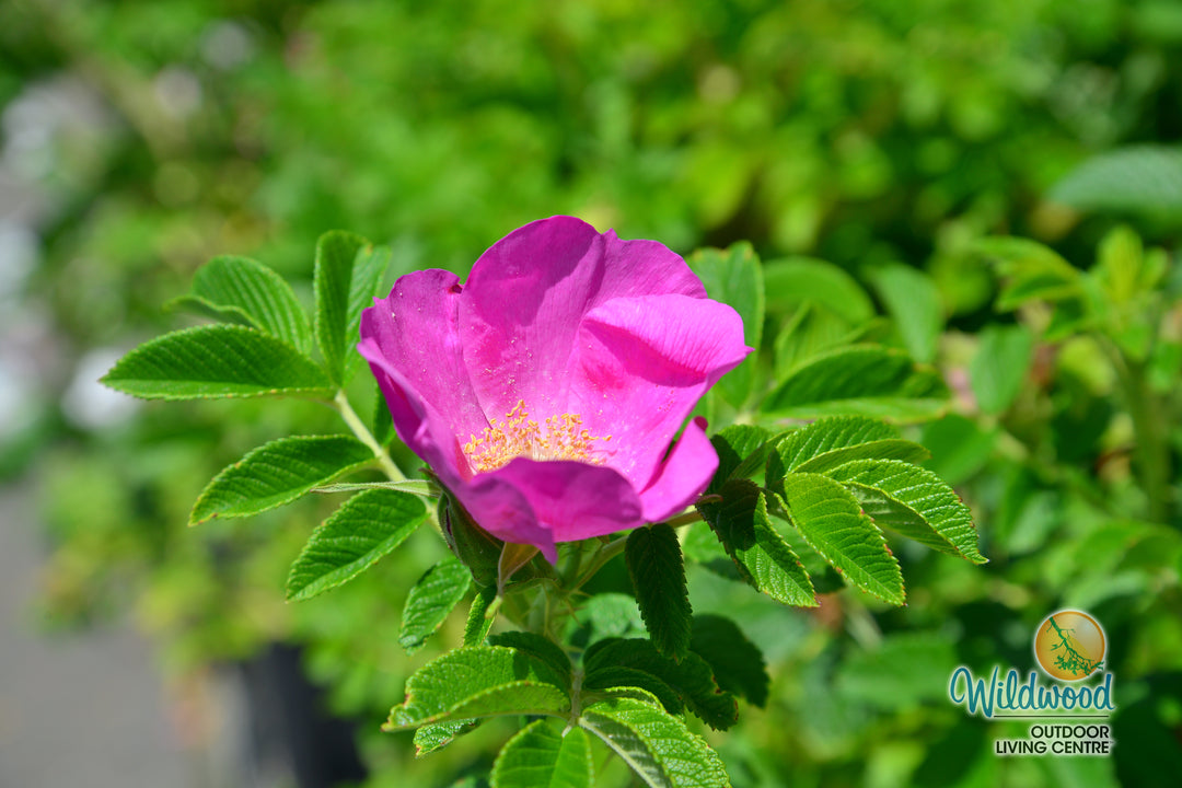 Rosa Rugosa - Weeks Rose