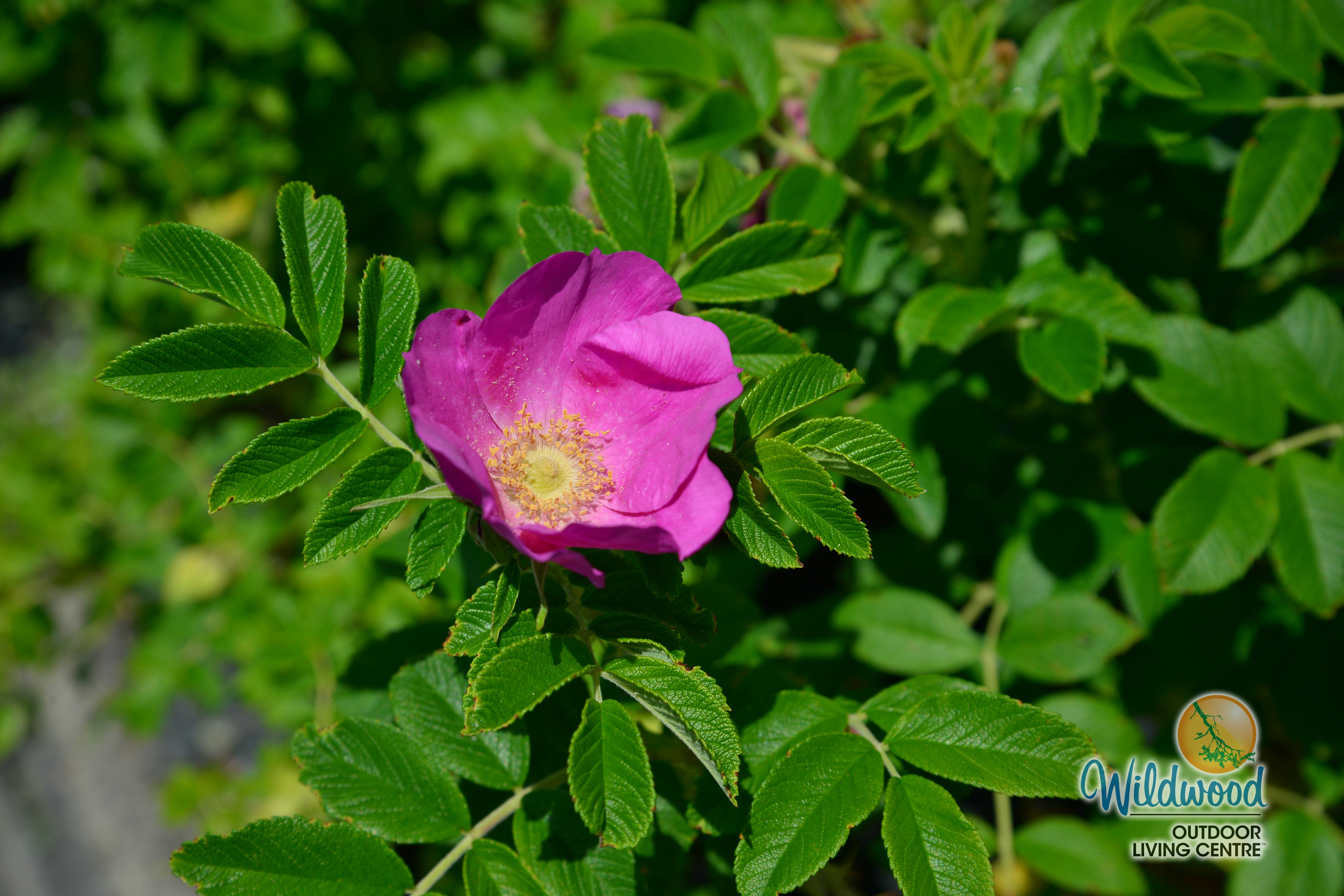 Rosa Rugosa | Rugosa – Wildwood Outdoor Living