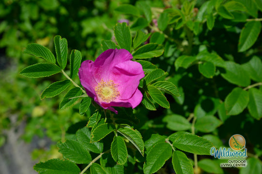 Rosa Rugosa - Weeks Rose