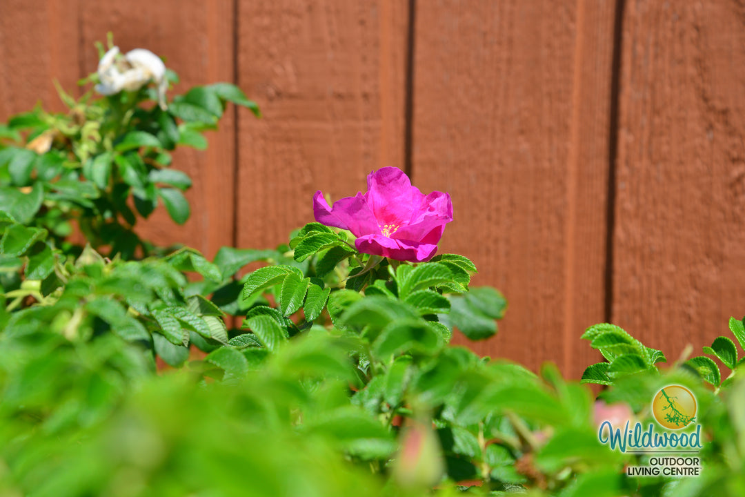 Rosa Rugosa - Weeks Rose