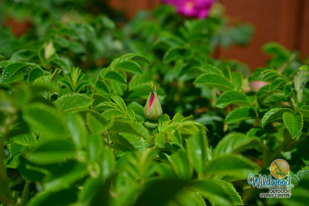 Rosa Rugosa - Weeks Rose