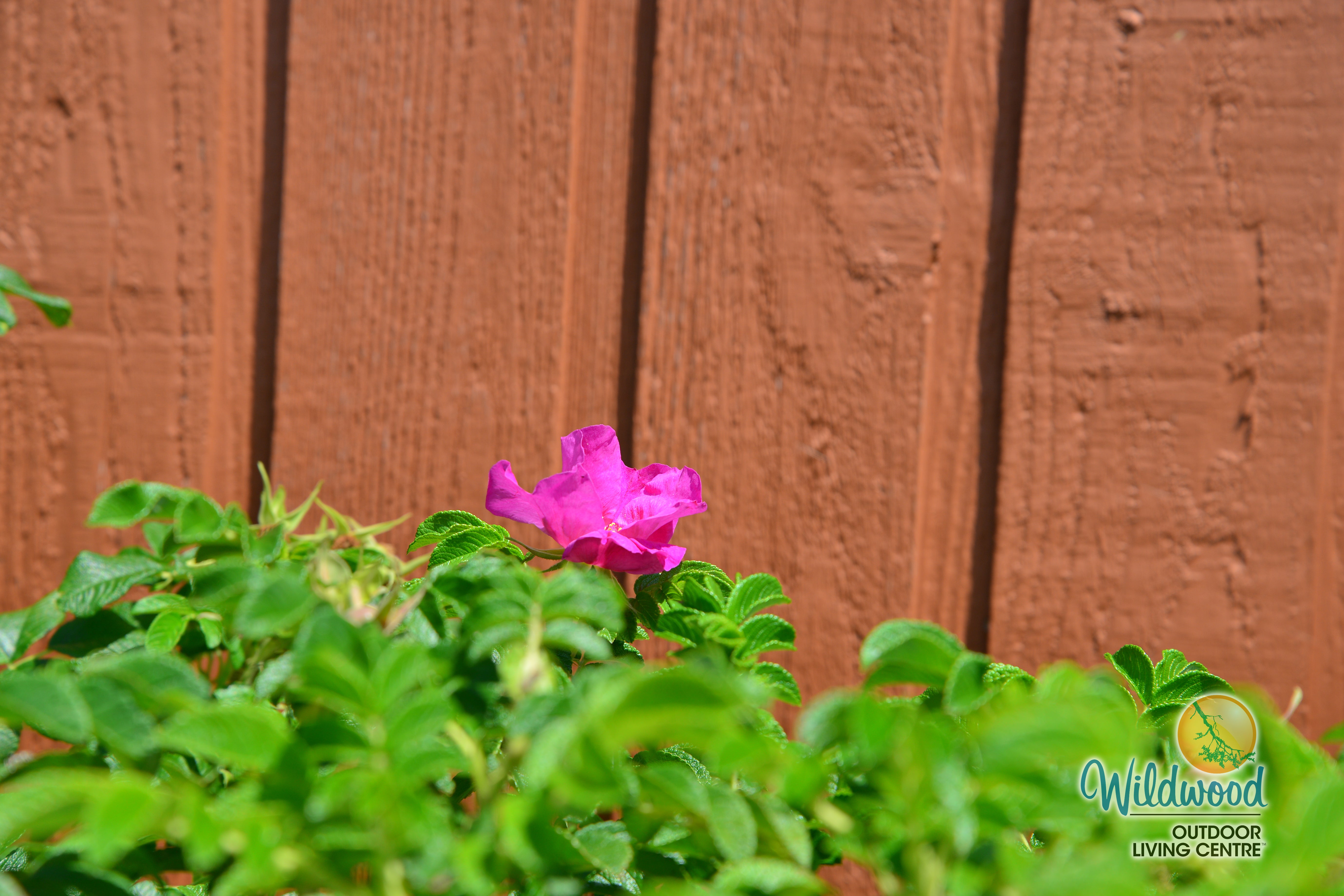 Rosa Rugosa | Rugosa – Wildwood Outdoor Living