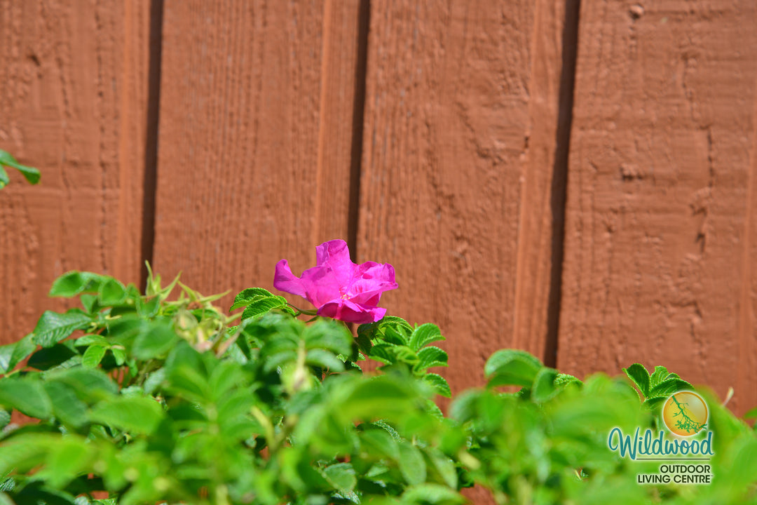 Rosa Rugosa - Weeks Rose