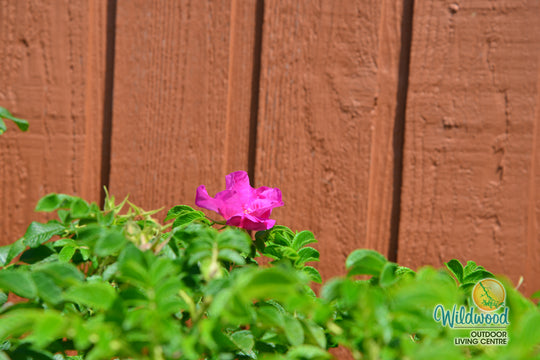 Rosa Rugosa - Weeks Rose