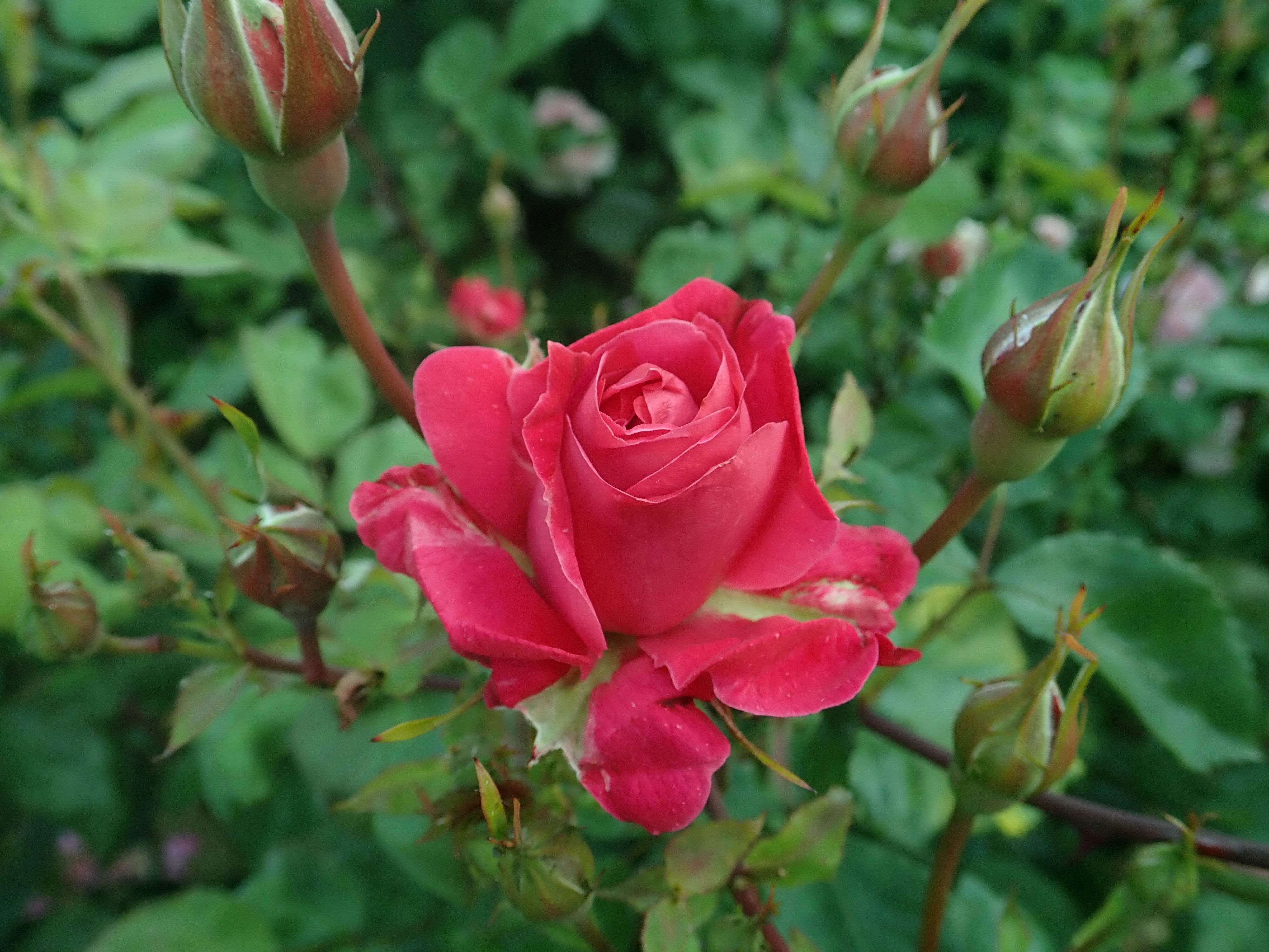 Wild Rose/Dangerous メロハー TOO DANGEROUS/WILD ROSE/ワイルド・ローズ/2012年に発表された