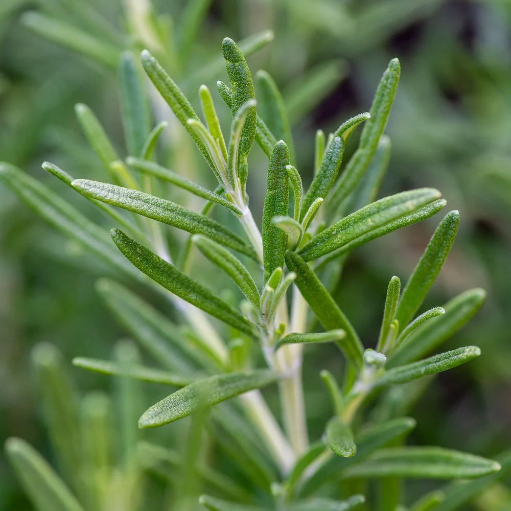 Rosemary - Burpee Seeds